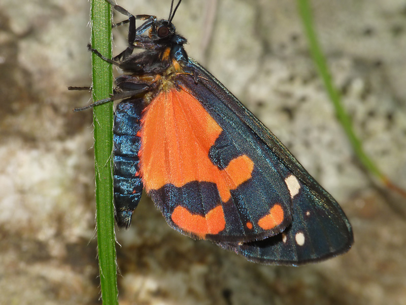 Callimorpha dominula